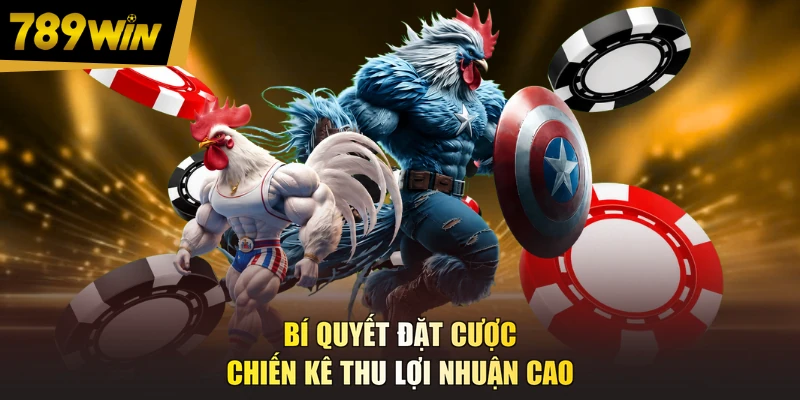 Bí quyết đặt cược chiến kê thu lợi nhuận cao