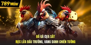 Đá Gà Cựa Sắt - Rực Lửa Đấu Trường, Vang Danh Chiến Tướng
