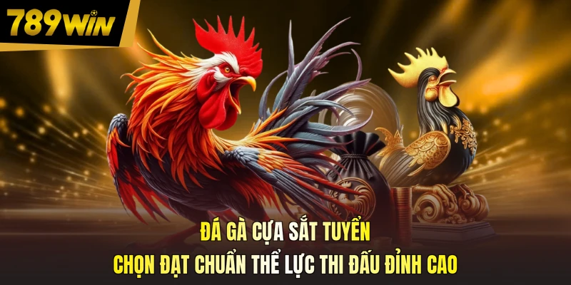 Đá gà cựa sắt tuyển chọn đạt chuẩn thể lực thi đấu đỉnh cao
