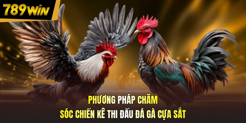 Phương pháp chăm sóc chiến kê thi đấu đá gà cựa sắt